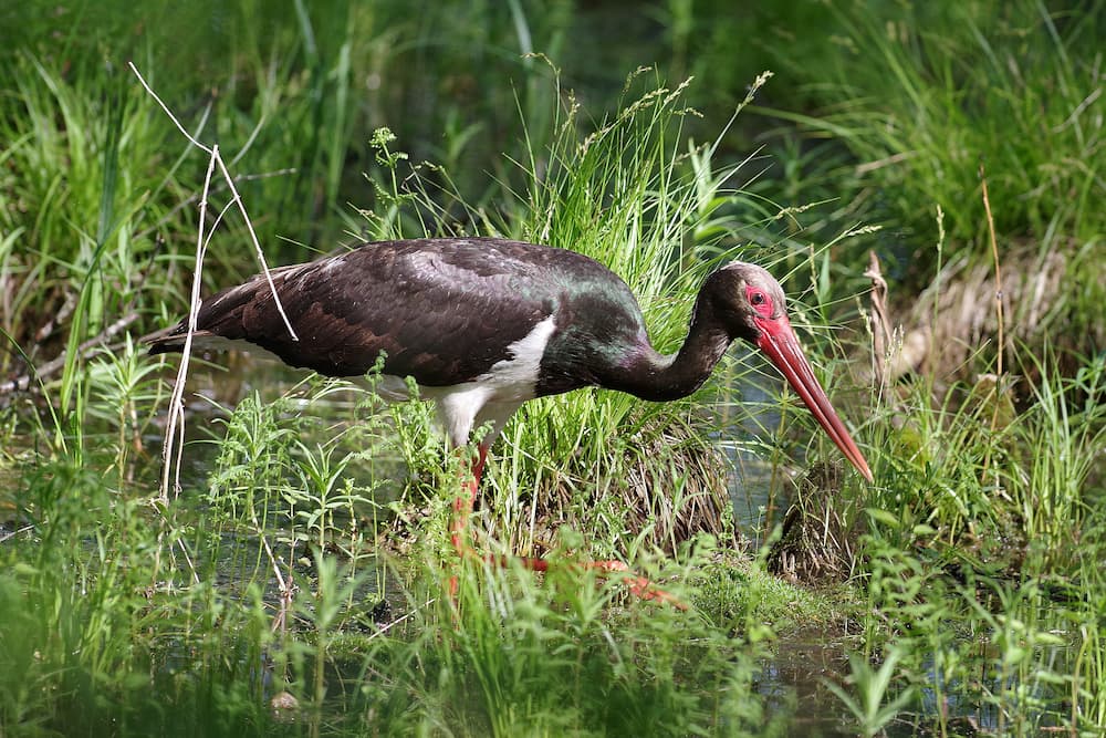 cigogne noire